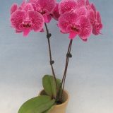 Dtps. Fuller's Red Eagle X Yu Pin Fireworks "3773" - Image 2