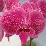Dtps. Fuller's Red Eagle X Yu Pin Fireworks "3773"