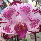 Phal. Sin Sheng Fireworks