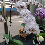 Phal. I-Hsin Big Bang "2298" - Image 3
