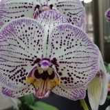 Phal. I-Hsin Big Bang "2298"