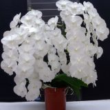 Phal. Charming Crystal Water - Image 3