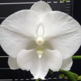 Phal. Charming Crystal Water