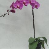 Phal. HW-7 "Red Fei" - Image 3