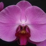 Phal. HW-7 "Red Fei"