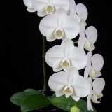 Phal. Younghome White Apple - Image 2