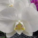 Phal. Younghome White Apple