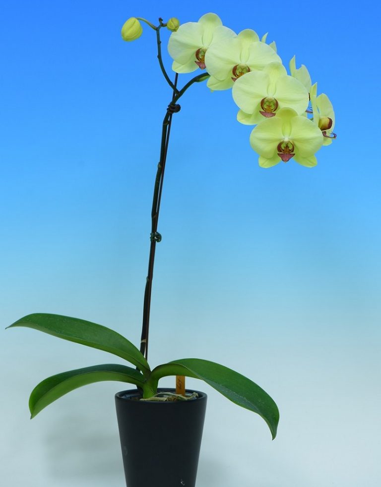 Phal. Yongli Green Angel – Welcome to Orchid Cultivators