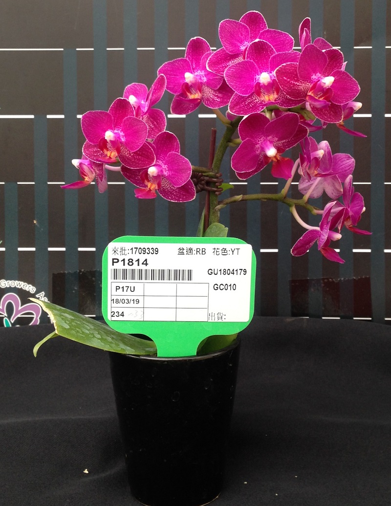 Phal. Ever Spring Prince – Welcome to Orchid Cultivators