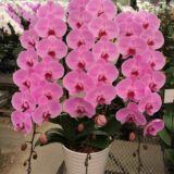 Phal. Oriental Empress - Image 2