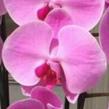 Phal. Oriental Empress