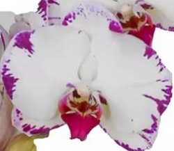 Phal. Ever Spring Prince – Welcome to Orchid Cultivators