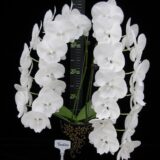 Phal. Charming Snow - Image 2