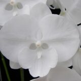 Phal. Charming Snow