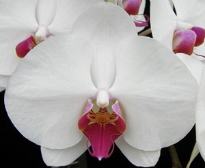 https://orchid-cultivators.com/wp-content/uploads/4270s.jpg