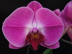 Phal. Chi Yueh Pink Peacock – Welcome to Orchid Cultivators