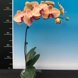 Phal. Sunset Gemstone - Image 2