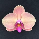 Phal. Sunset Gemstone