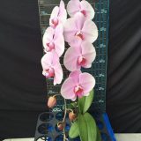 Phal. Pink Yukidian "EH26" - Image 2