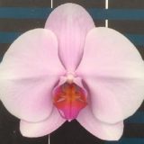 Phal. Pink Yukidian "EH26"