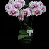 Phal. Younghome Maple Red "253" - Image 2