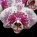 Phal. Younghome Maple Red "253"