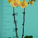 Phal. GC Reyoung "Test1066" - Image 2