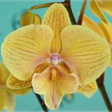 Phal. GC Reyoung "Test1066"