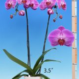 Phal. I-Hsin Chandra "2473" - Image 3
