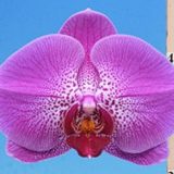 Phal. I-Hsin Chandra "2473"