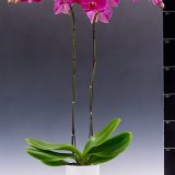 Phal. I-Hsin Red Robe - Image 2