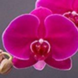 Phal. I-Hsin Red Robe
