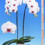Phal. I-Hsin Red Pearl - Image 2