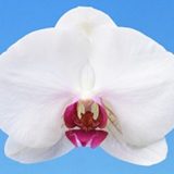 Phal. I-Hsin Red Pearl