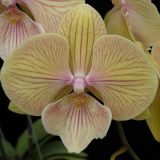 Phal. JC Stars Shining "372"