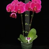 Phal. Younghome Red Angel "236" - Image 3