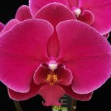 Phal. Younghome Red Angel "236"