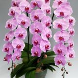 Dtps. Happy Stream "M-2"