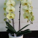 Phal. Apollo - Image 2