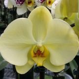 Phal. Apollo