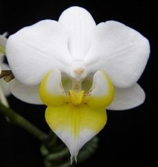 Phal. Younghome Godspeed "377"