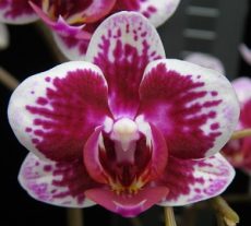 Phal. Younghome Summer "225"