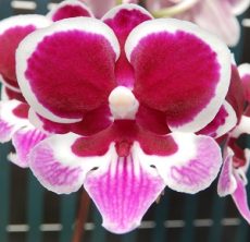 Phal. Younghome "5153"