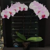 Phal. Honglin Angel - Image 2