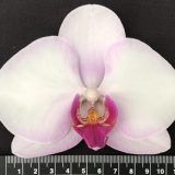 Phal. Honglin Angel