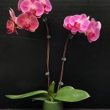 Phal. 3H Farm "J1524" - Image 2