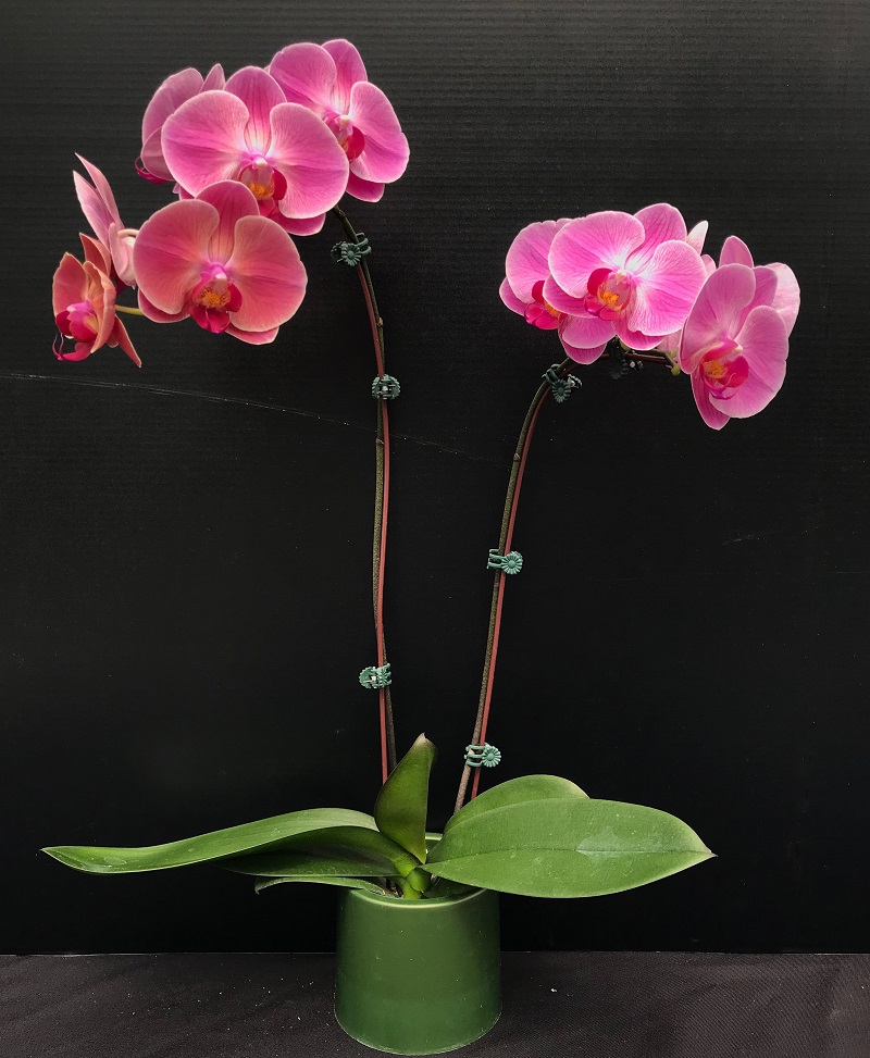 Phal. 3H Farm “J1524” – Welcome to Orchid Cultivators