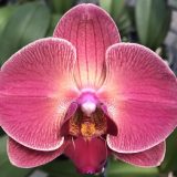 Phal. 3H Farm "J1524"