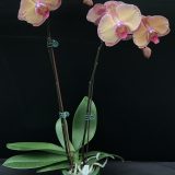 Phal. 3H Farm "J1705" - Image 2
