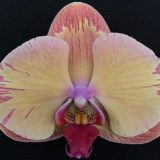 Phal. 3H Farm "J1705"